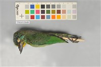 藏品(五色鳥)的圖片